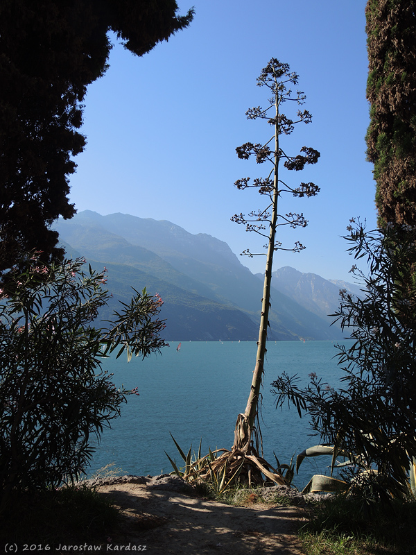 DSCN7984.jpg - Ciekawa roślinność nad Lago di Garda.